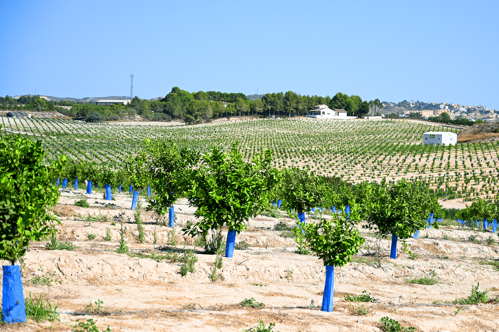 medición fincas malaga